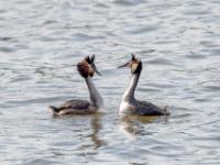 Haubentaucher beim Balztanz